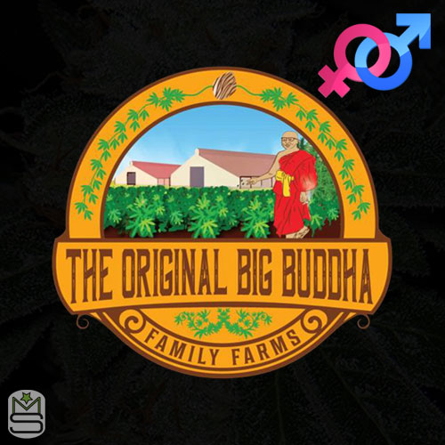 The Original Big Buddha Family Farms - Reg & Fem