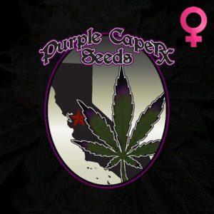 Purple Caper Seeds - Feminized Cannabis Seeds